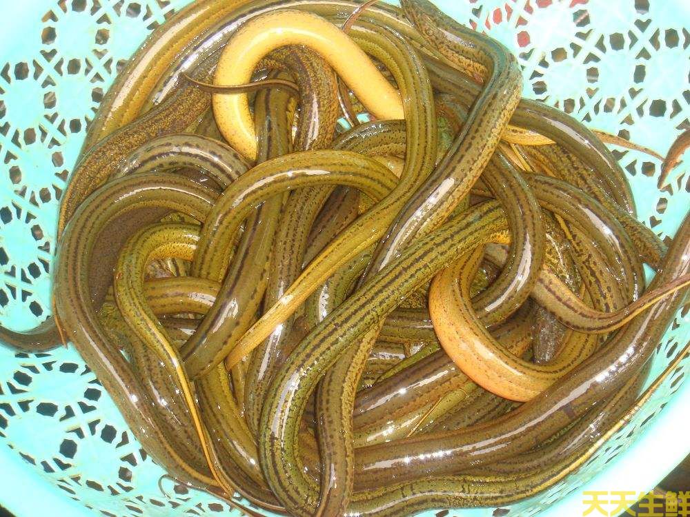 �������ȳ�ʲô�ã������߲����͹�˾�Ƽ���8��ʳ��(ͼ8)