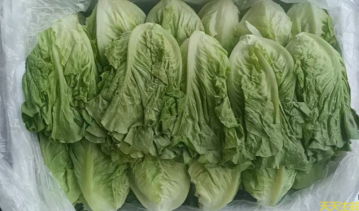 2024年7.8月份蔬菜价格为什么连续上涨(图1) 2024年7.8月份蔬菜价格为什么连续上涨(图1)